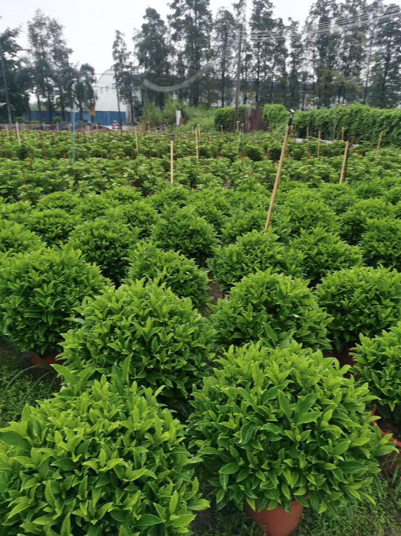 非洲茉莉