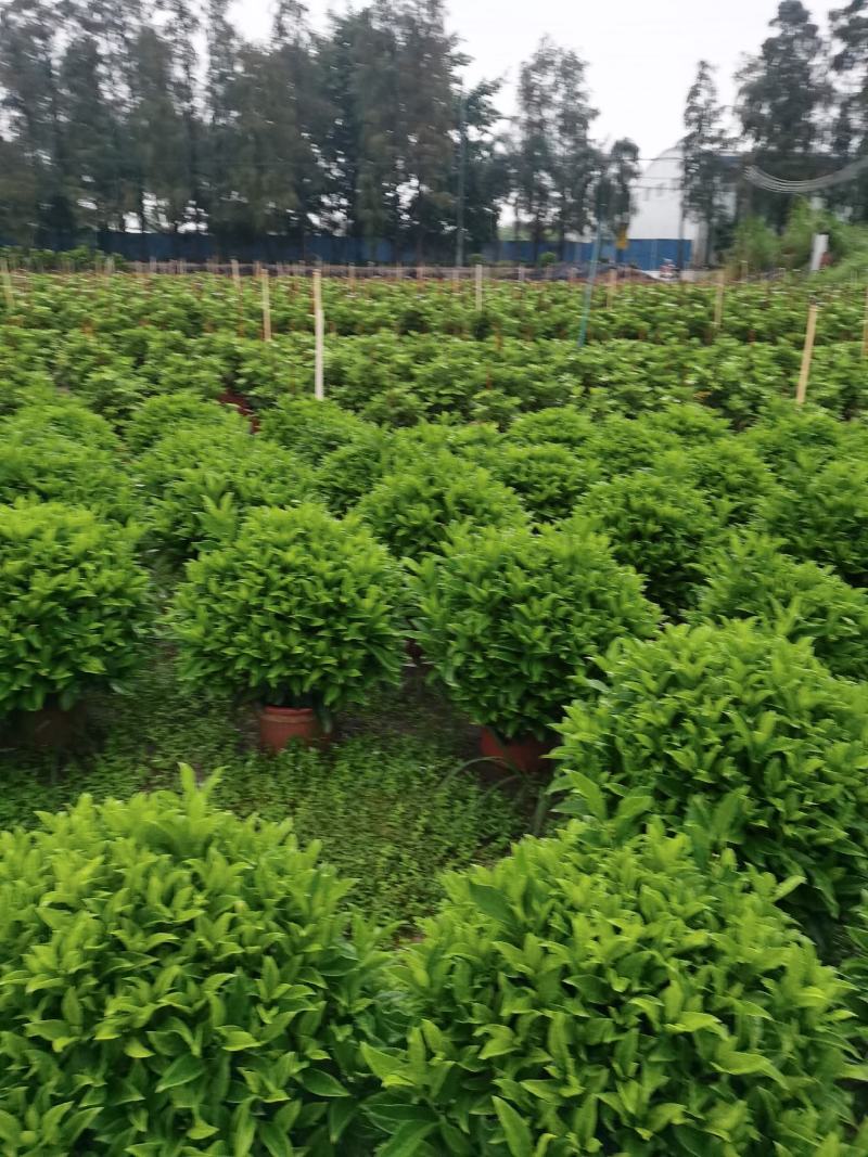 非洲茉莉