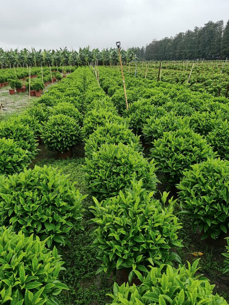 非洲茉莉