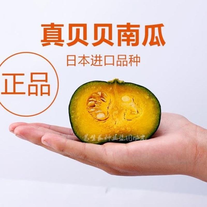 上海惠和贝贝南瓜种子，500粒