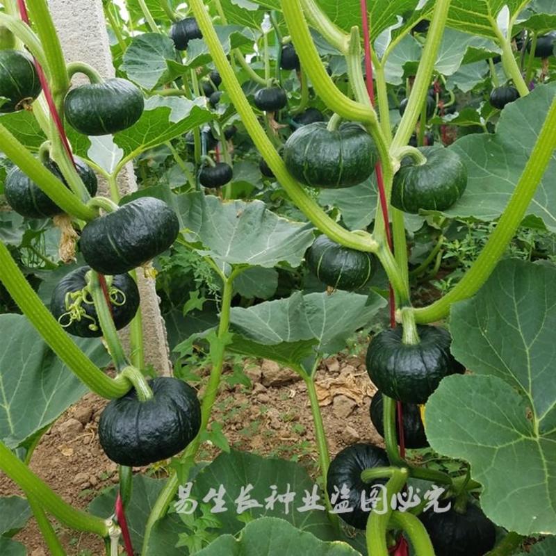 上海惠和贝贝南瓜种子，500粒