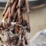 蜜光葡萄苗宝光葡萄苗脆光葡萄苗基地直发