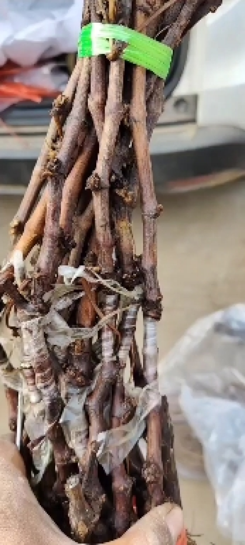 蜜光葡萄苗宝光葡萄苗脆光葡萄苗基地直发