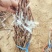 蜜光葡萄苗宝光葡萄苗脆光葡萄苗基地直发