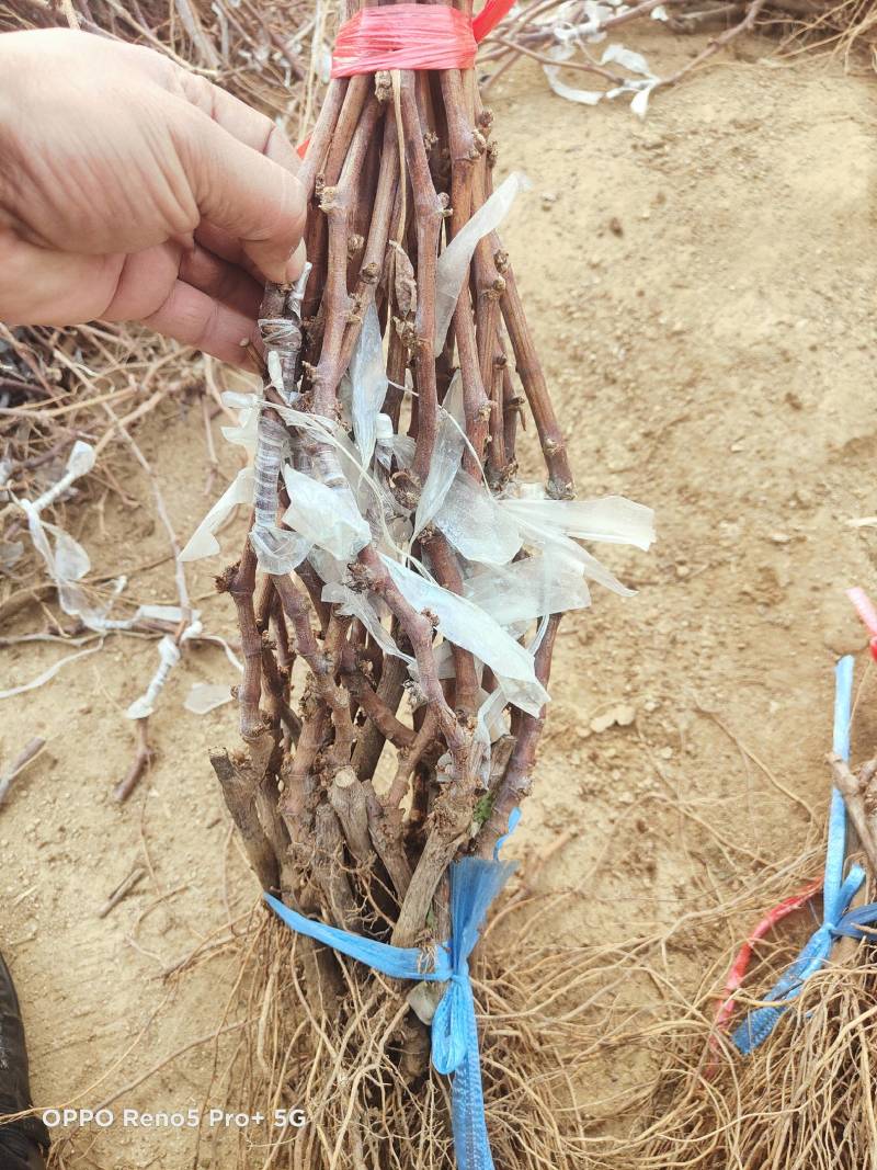 蜜光葡萄苗宝光葡萄苗脆光葡萄苗基地直发