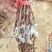 蜜光葡萄苗宝光葡萄苗脆光葡萄苗基地直发