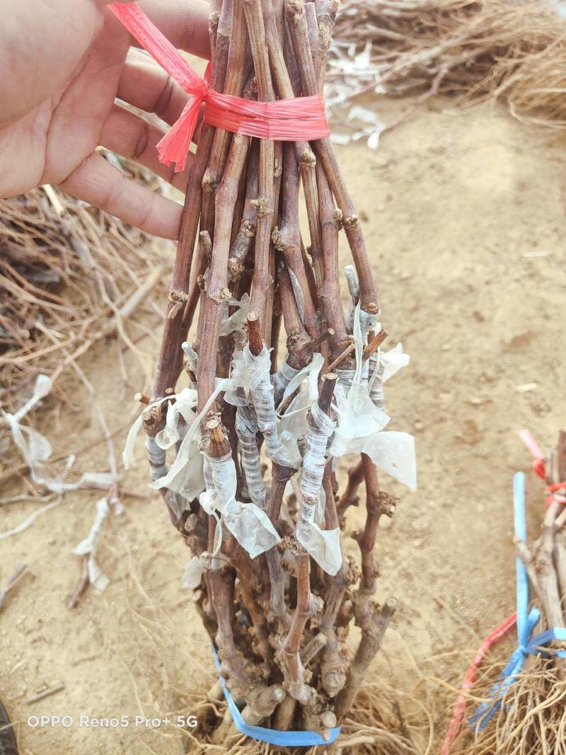 蜜光葡萄苗宝光葡萄苗脆光葡萄苗基地直发