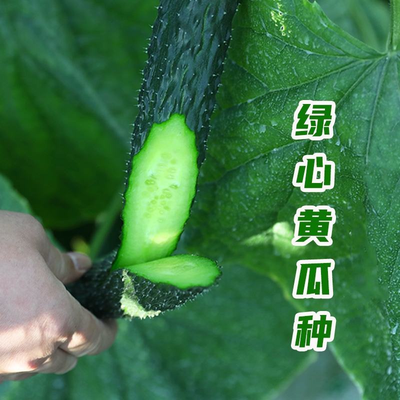 【推荐好货】兴研四号黄瓜种子品质翠嫩春秋兼用黄瓜种子