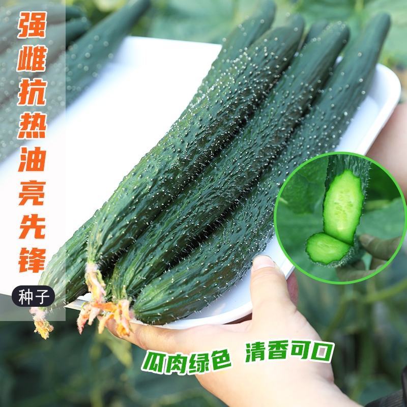 【推荐好货】兴研四号黄瓜种子品质翠嫩春秋兼用黄瓜种子