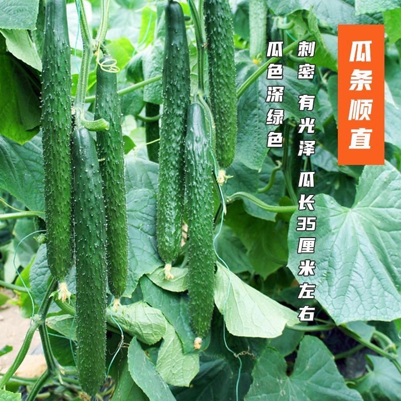 【推荐好货】兴研四号黄瓜种子品质翠嫩春秋兼用黄瓜种子