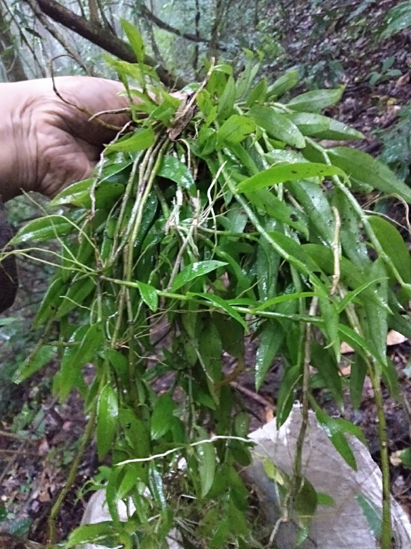 美花石斛云南高山美花石斛精选好货