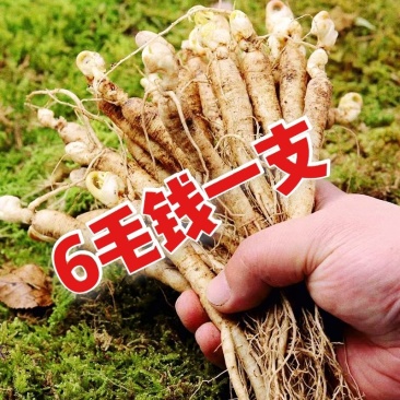 长白山优质鲜人参，新鲜发货，优质小人参煲汤鲜嫩