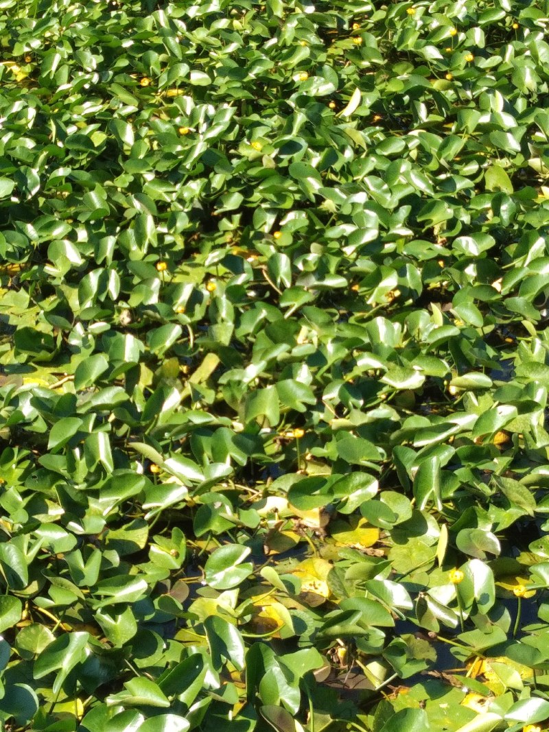 荇菜、萍逢草、水鳖、野生睡莲、水生植物、