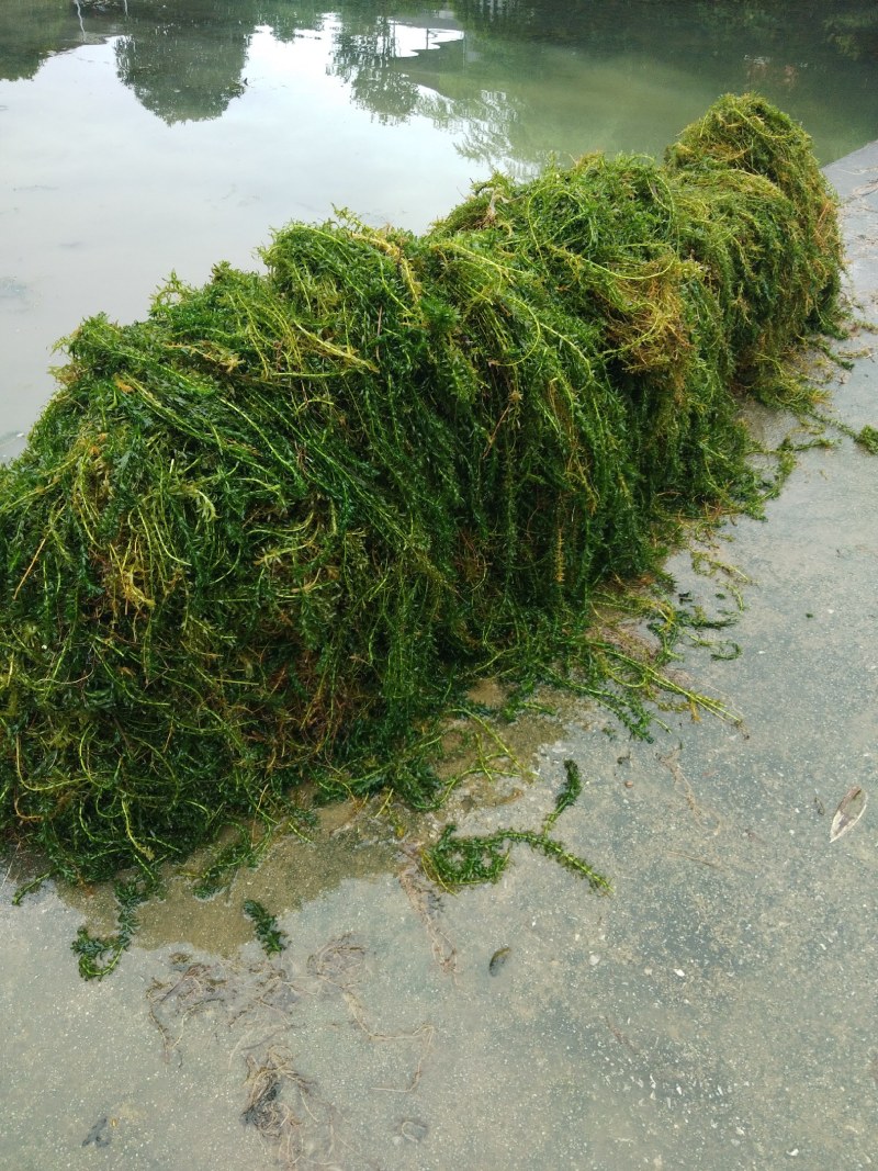 轮叶黑藻~种植塘口可当虾蟹龟饲料有大量水草供应、