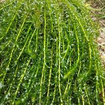 轮叶黑藻~种植塘口可当虾蟹龟饲料有大量水草供应、