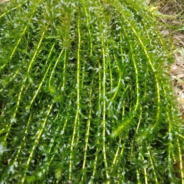 轮叶黑藻~种植塘口可当虾蟹龟饲料有大量水草供应、