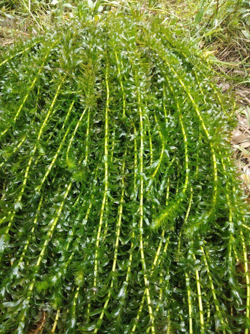 轮叶黑藻~种植塘口可当虾蟹龟饲料有大量水草供应、