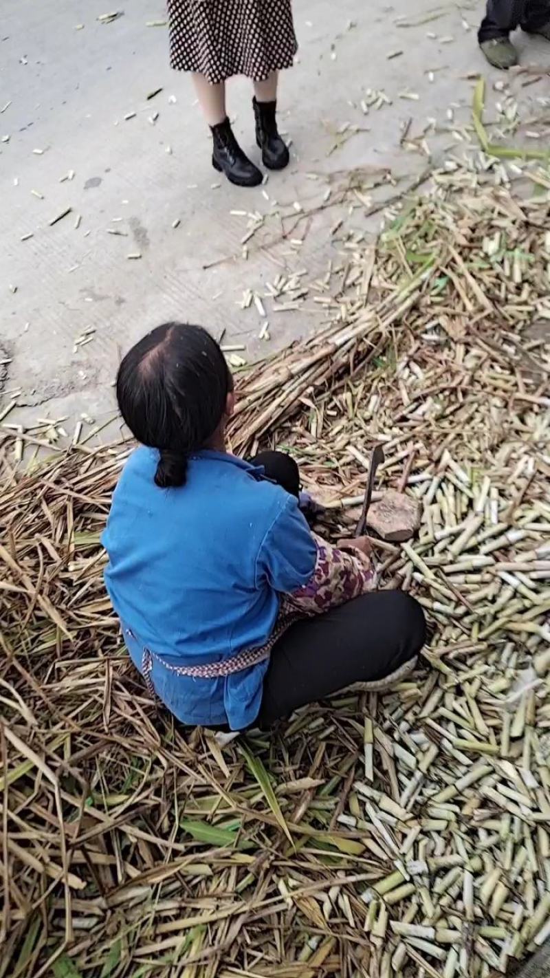 甜象草黄竹草红象草种节大量供应基地直发最低0.09