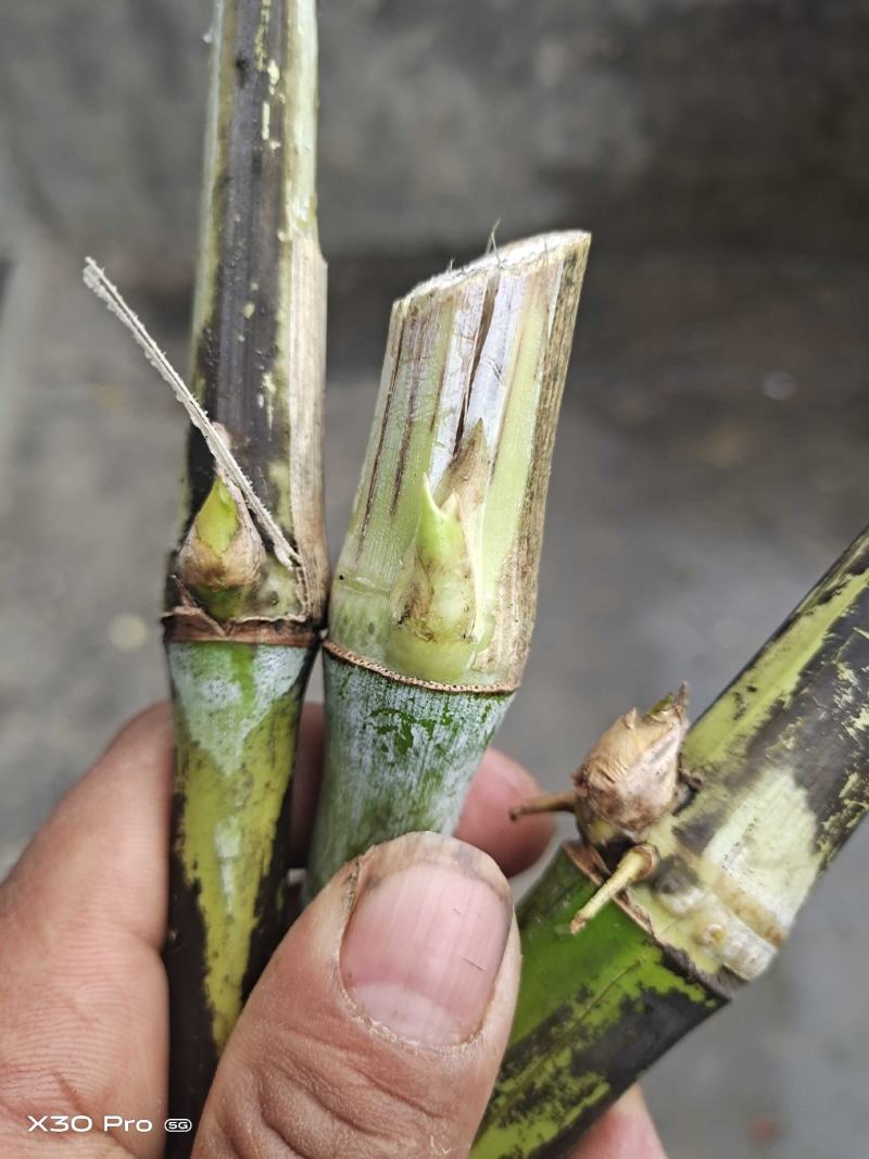 甜象草黄竹草红象草种节大量供应基地直发最低0.09