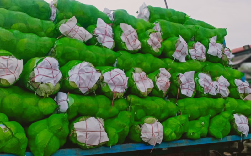 【精品】湖北扁包菜京丰一号基地一手货源，质量保证