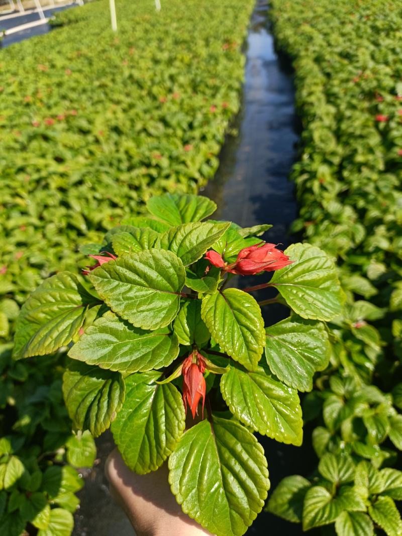 基地现拍大量时花草花泥炭土种植（一串红）