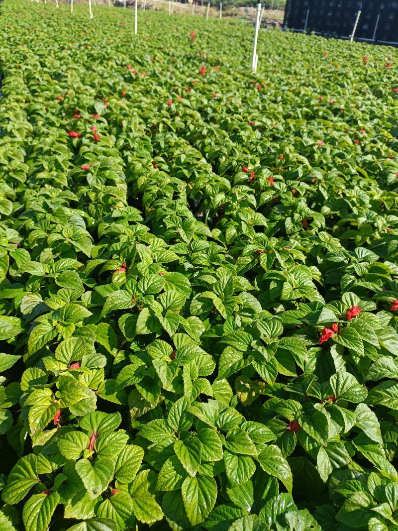基地现拍大量时花草花泥炭土种植（一串红）
