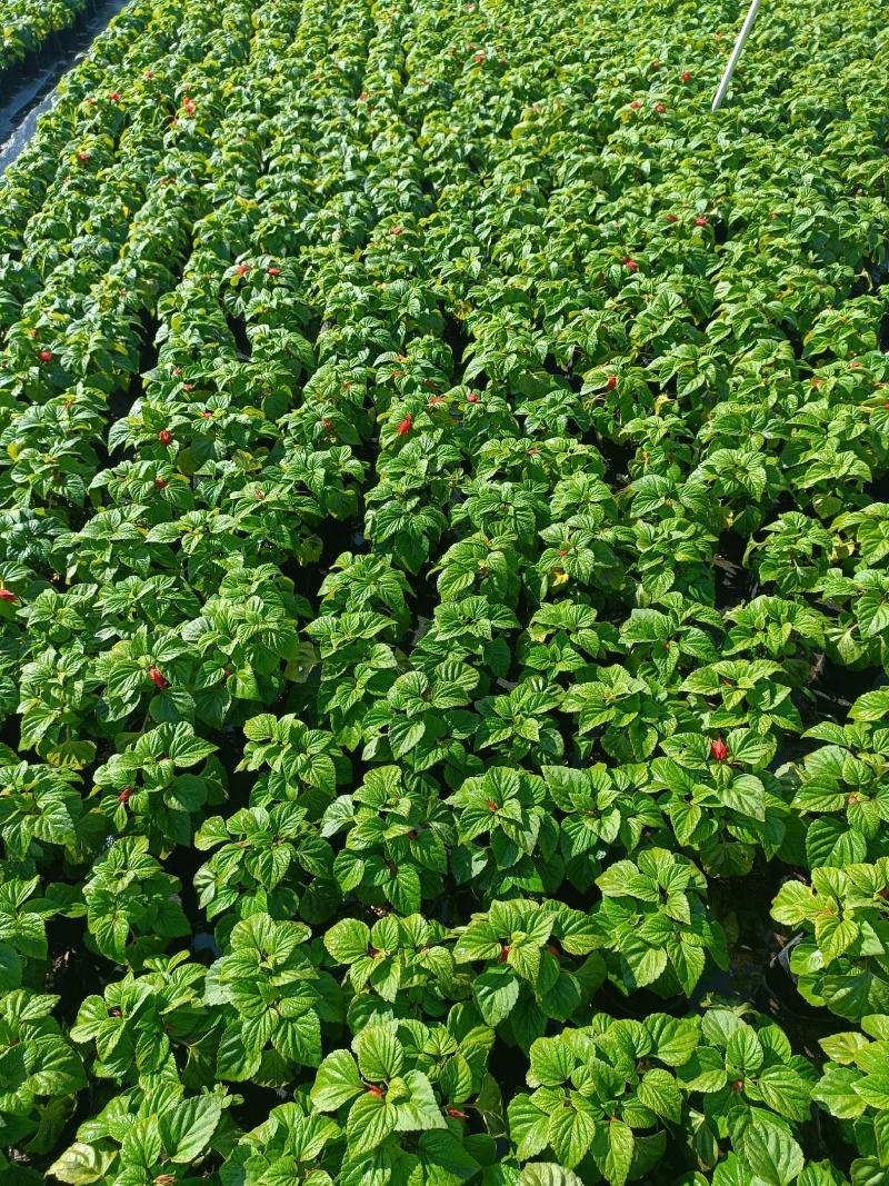基地现拍大量时花草花泥炭土种植（一串红）
