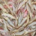 海南东方的草虾