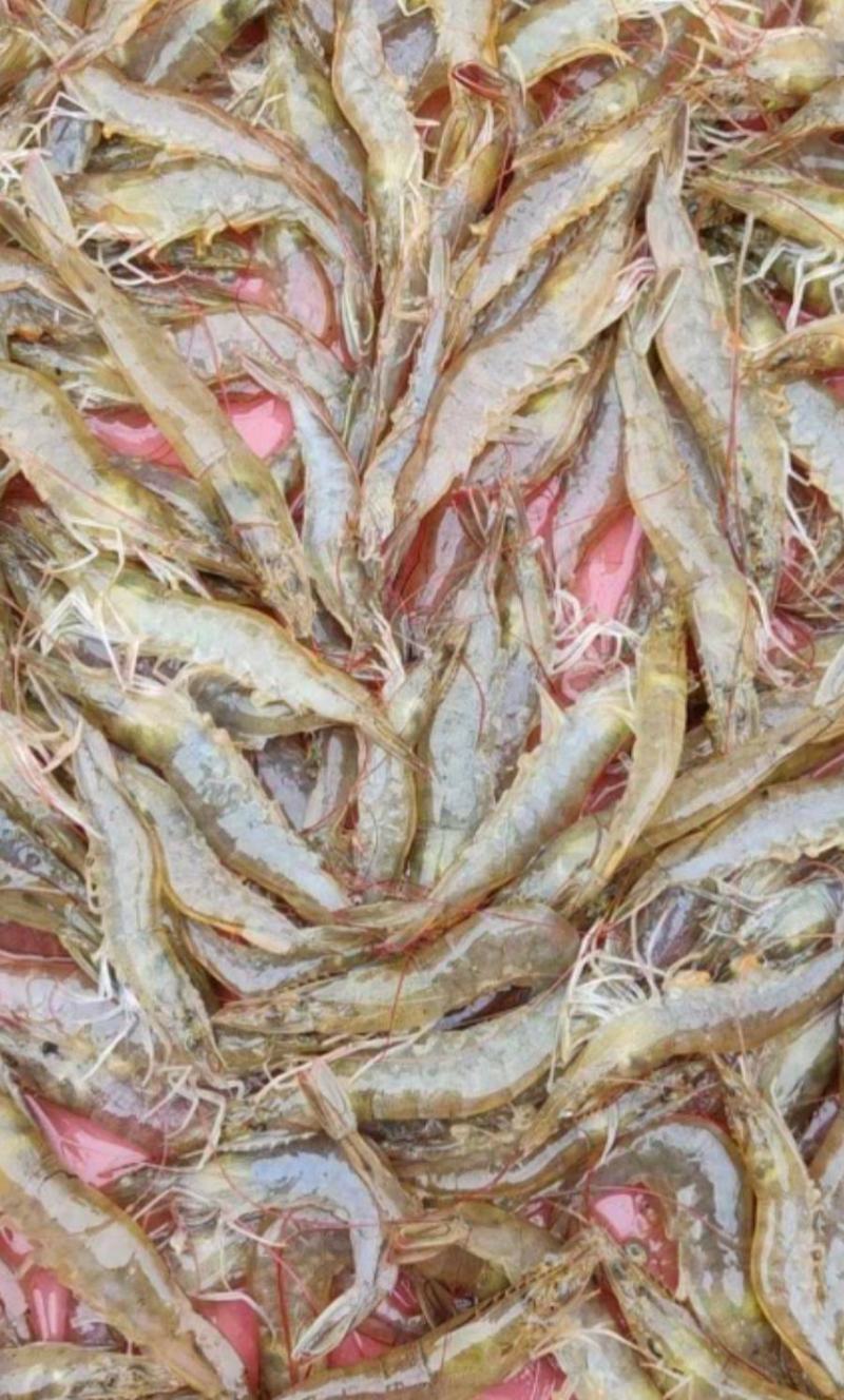 海南东方的草虾