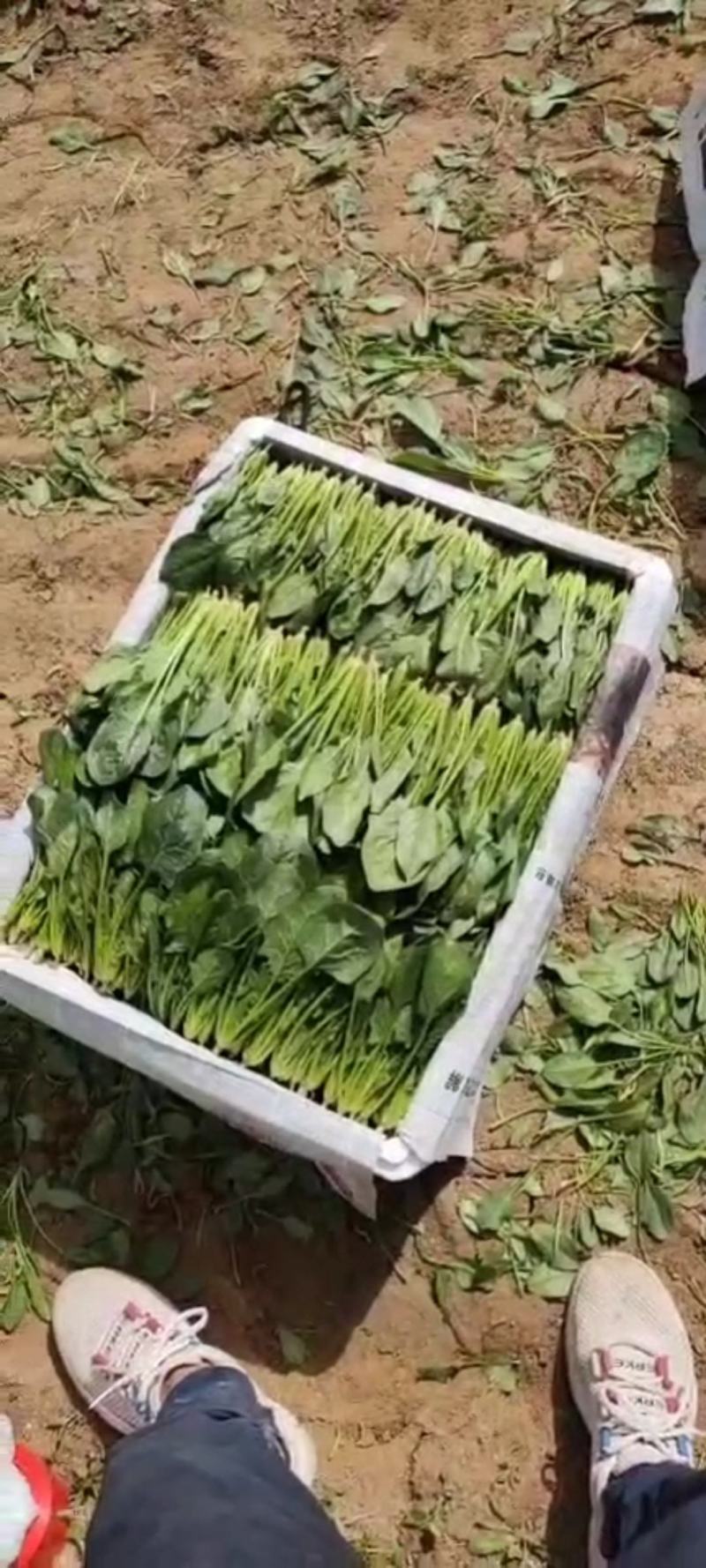 【推荐】优选菠菜小叶菠菜万亩示范基地做工精细