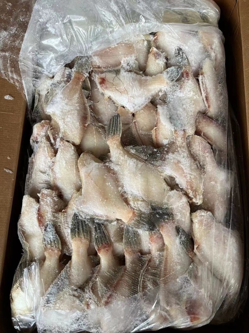 西非三去马面鱼