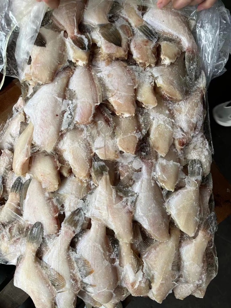 西非三去马面鱼