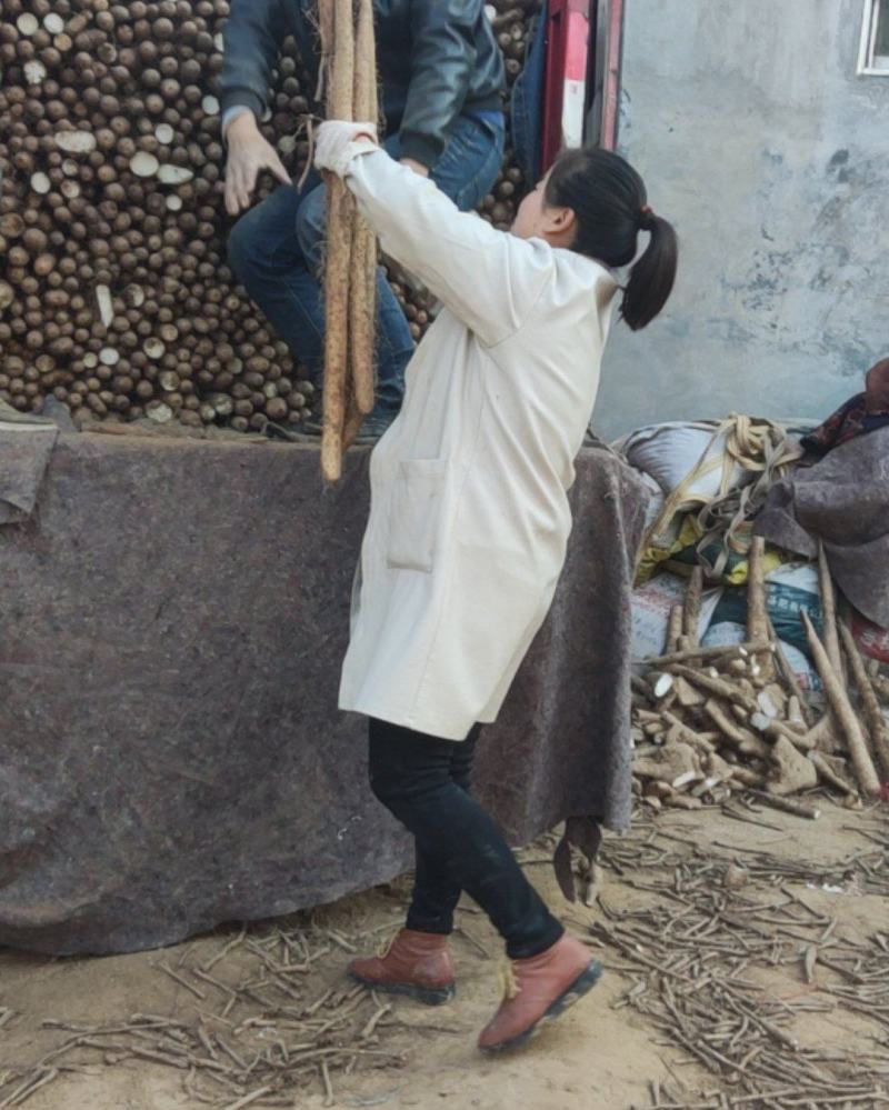 基地白玉山药陆续出货中，肉质白嫩，口感面香甜。