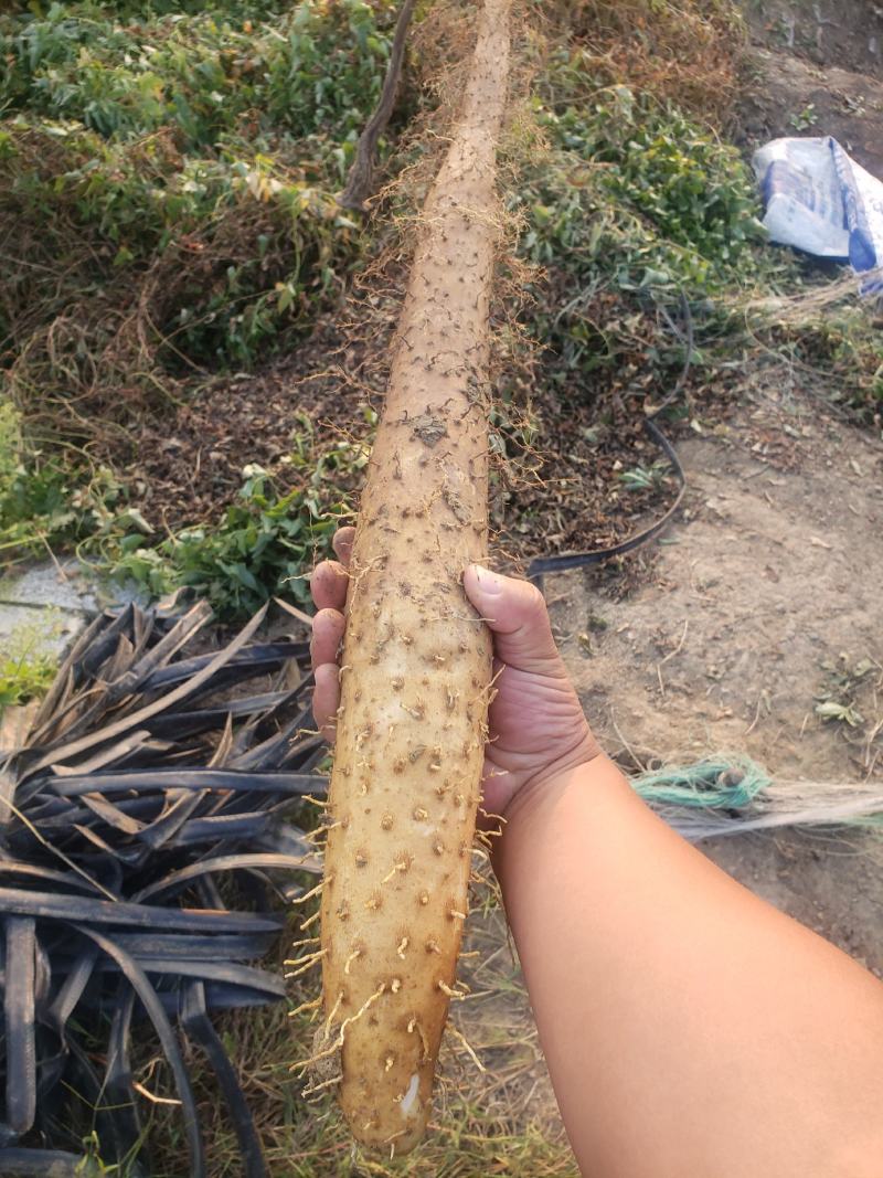 山东牛腿山药，开始大量供应，平度白玉山药