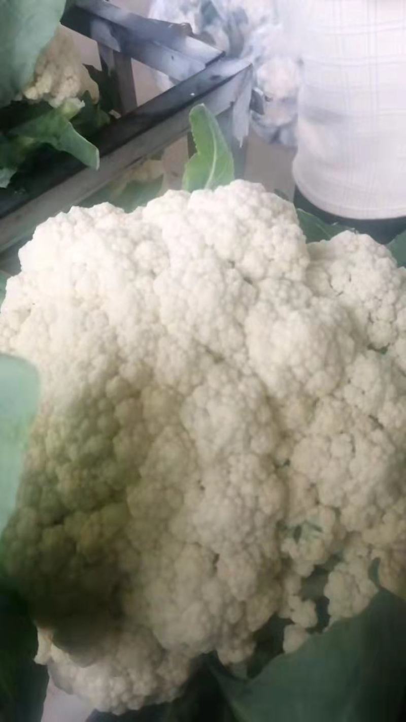 新野青梗白面有机花菜大量上市了，货量充足，质量好大量有货