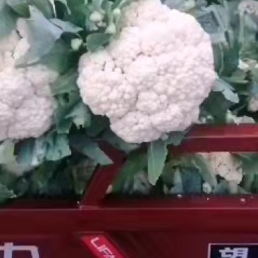 新野青梗白面有机花菜大量上市了，货量充足，质量好大量有货