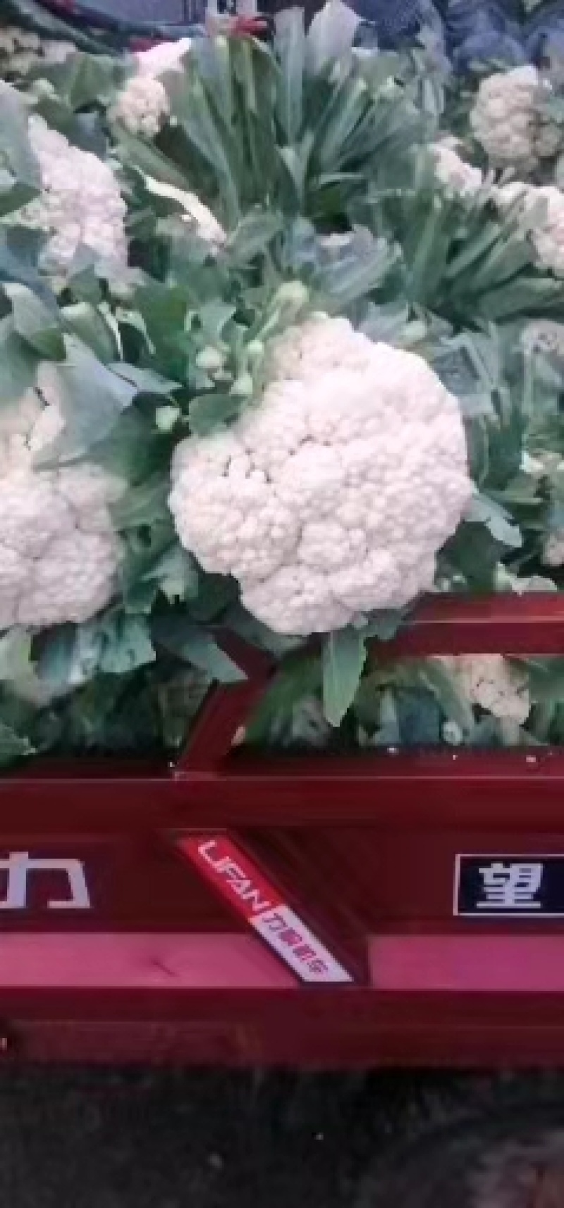 新野青梗白面有机花菜大量上市了，货量充足，质量好大量有货