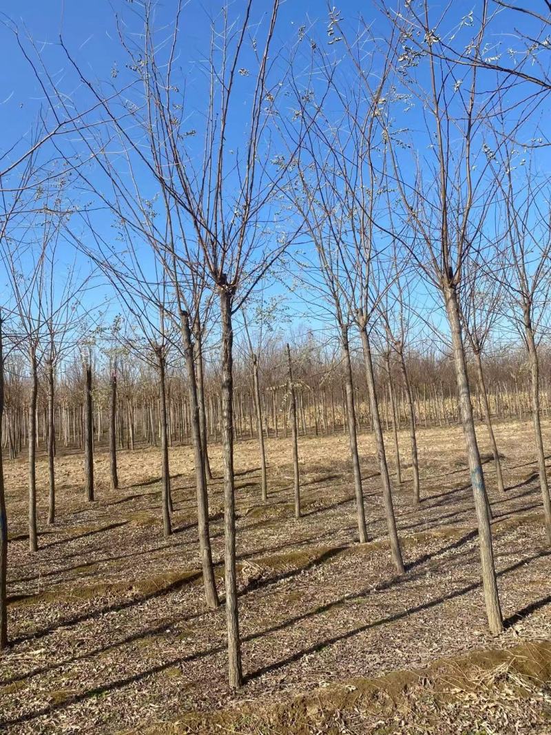 河北8公分刺槐洋槐刺槐易成活基地直发一手货源欢迎来电