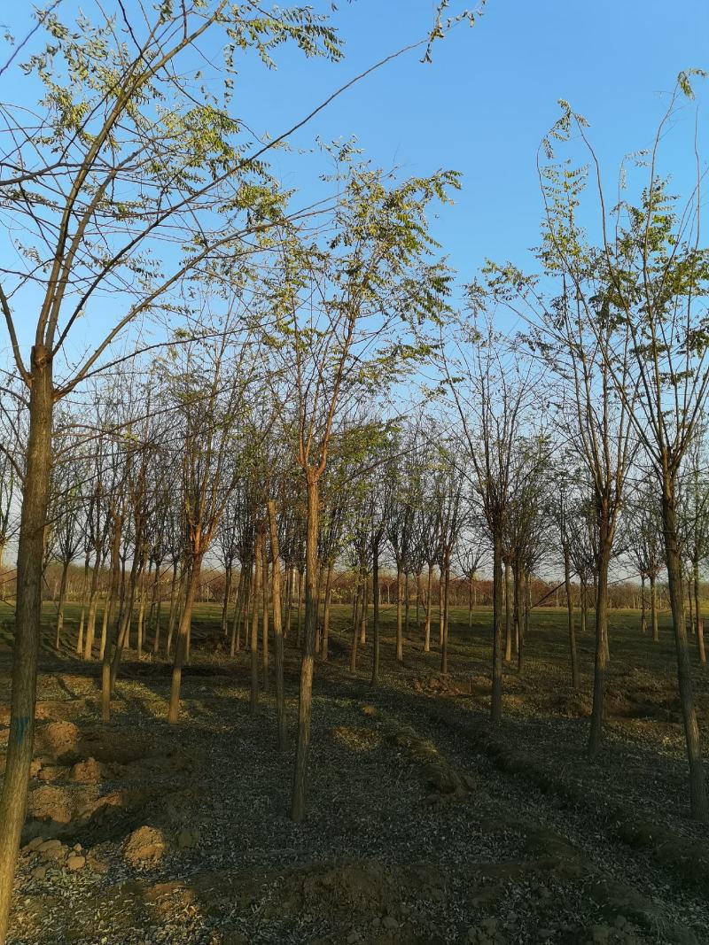 河北8公分刺槐洋槐刺槐易成活基地直发一手货源欢迎来电