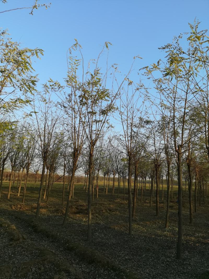 河北8公分刺槐洋槐刺槐易成活基地直发一手货源欢迎来电