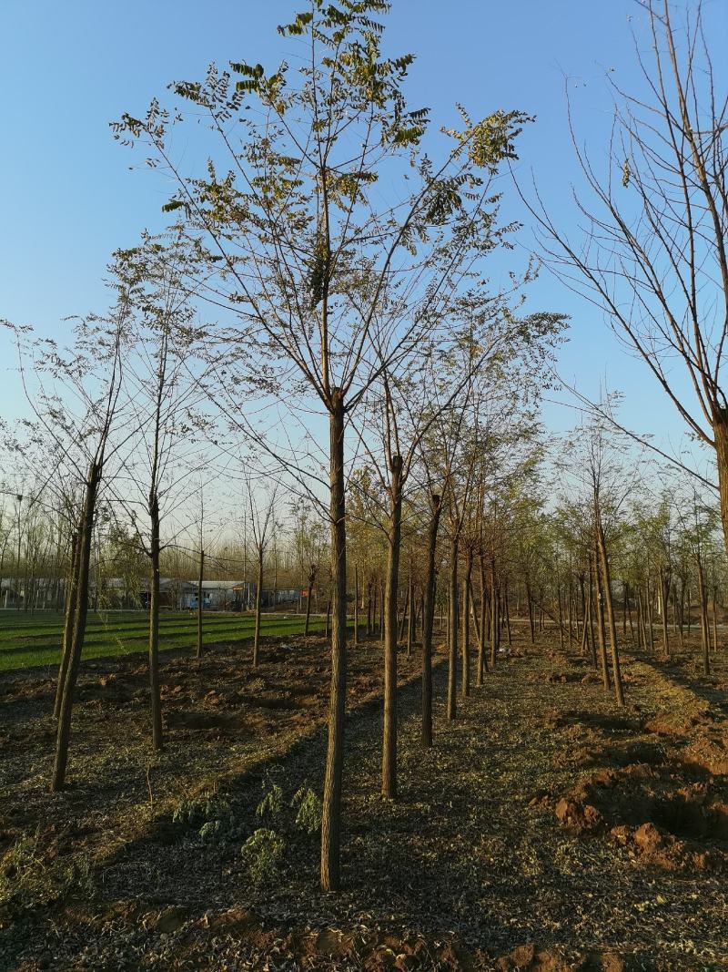 河北8公分刺槐洋槐刺槐易成活基地直发一手货源欢迎来电