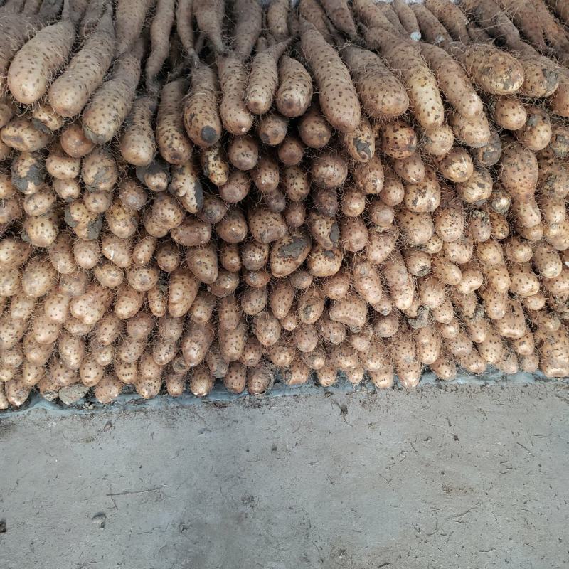【精品】平度牛腿白玉面山药产地直供，适合各地市场，加工厂