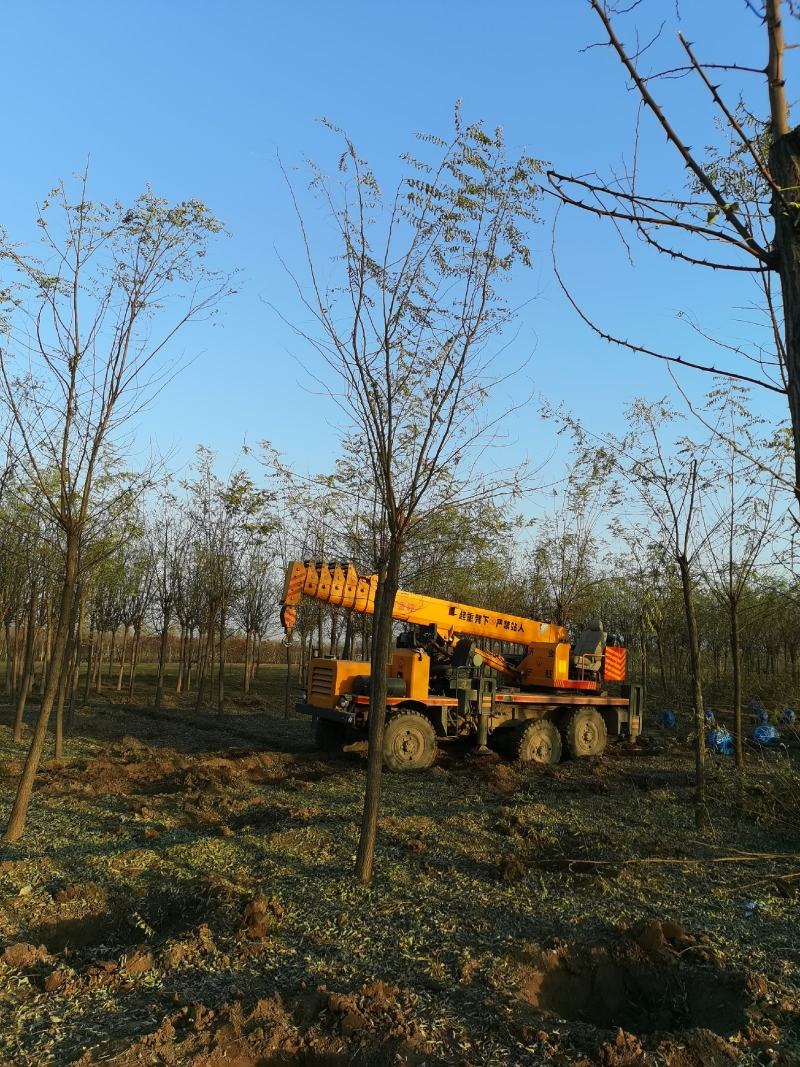 河北8公分刺槐洋槐刺槐易成活基地直发一手货源欢迎来电