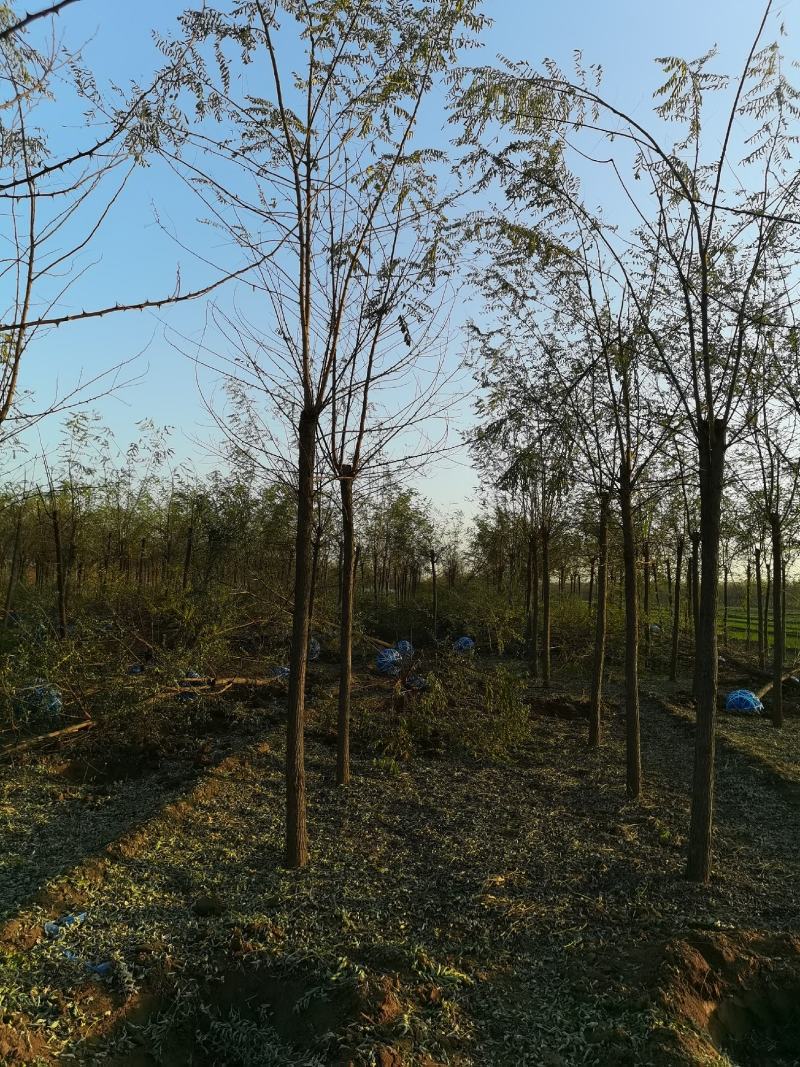 河北8公分刺槐洋槐刺槐易成活基地直发一手货源欢迎来电