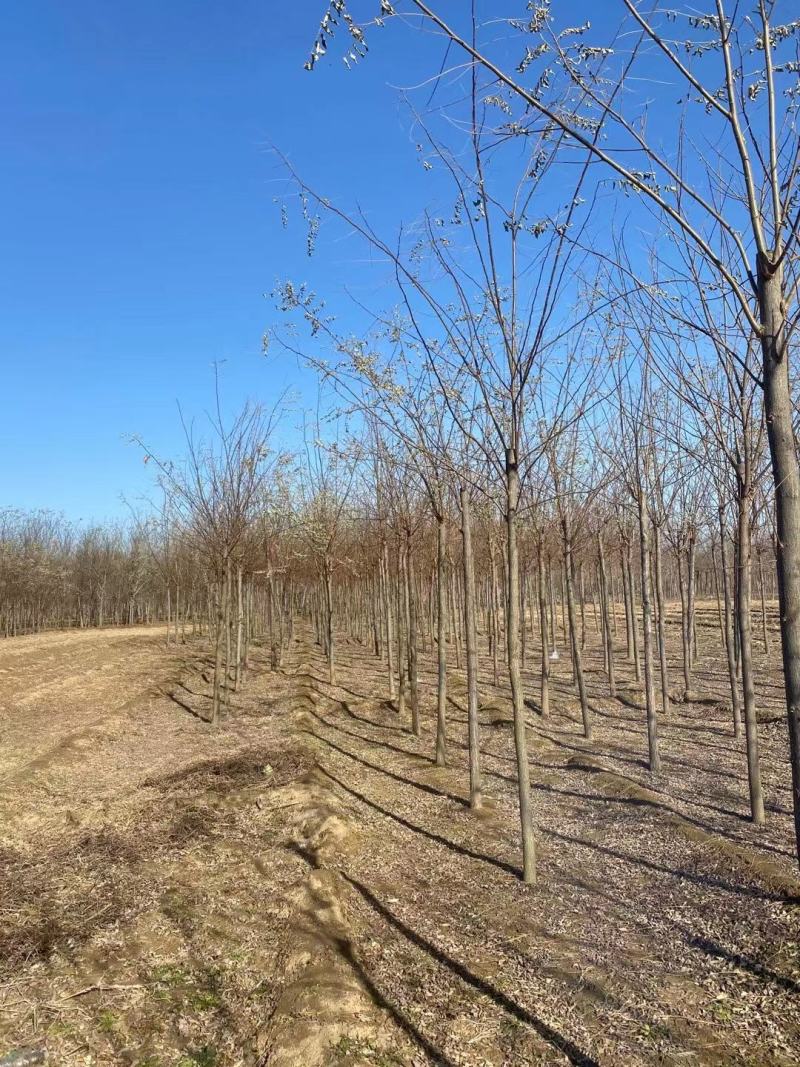 河北8公分刺槐洋槐刺槐易成活基地直发一手货源欢迎来电