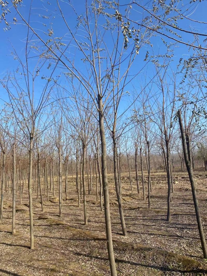 河北8公分刺槐洋槐刺槐易成活基地直发一手货源欢迎来电