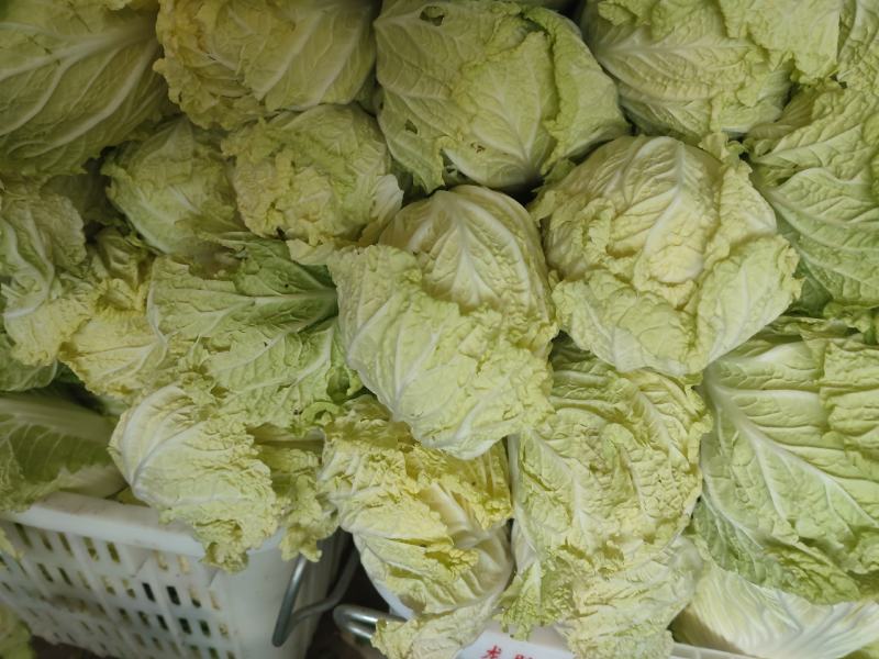 湖北白菜，黄心大白菜净菜，包紧个均一手货源欢迎采购