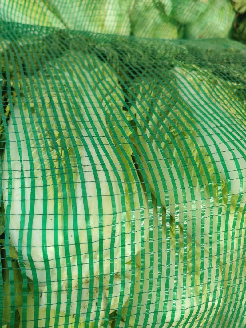 湖北白菜，黄心大白菜净菜，包紧个均一手货源欢迎采购