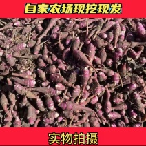 红果菊芋胰岛果地头直销可食可作种子健康无公害（预售）