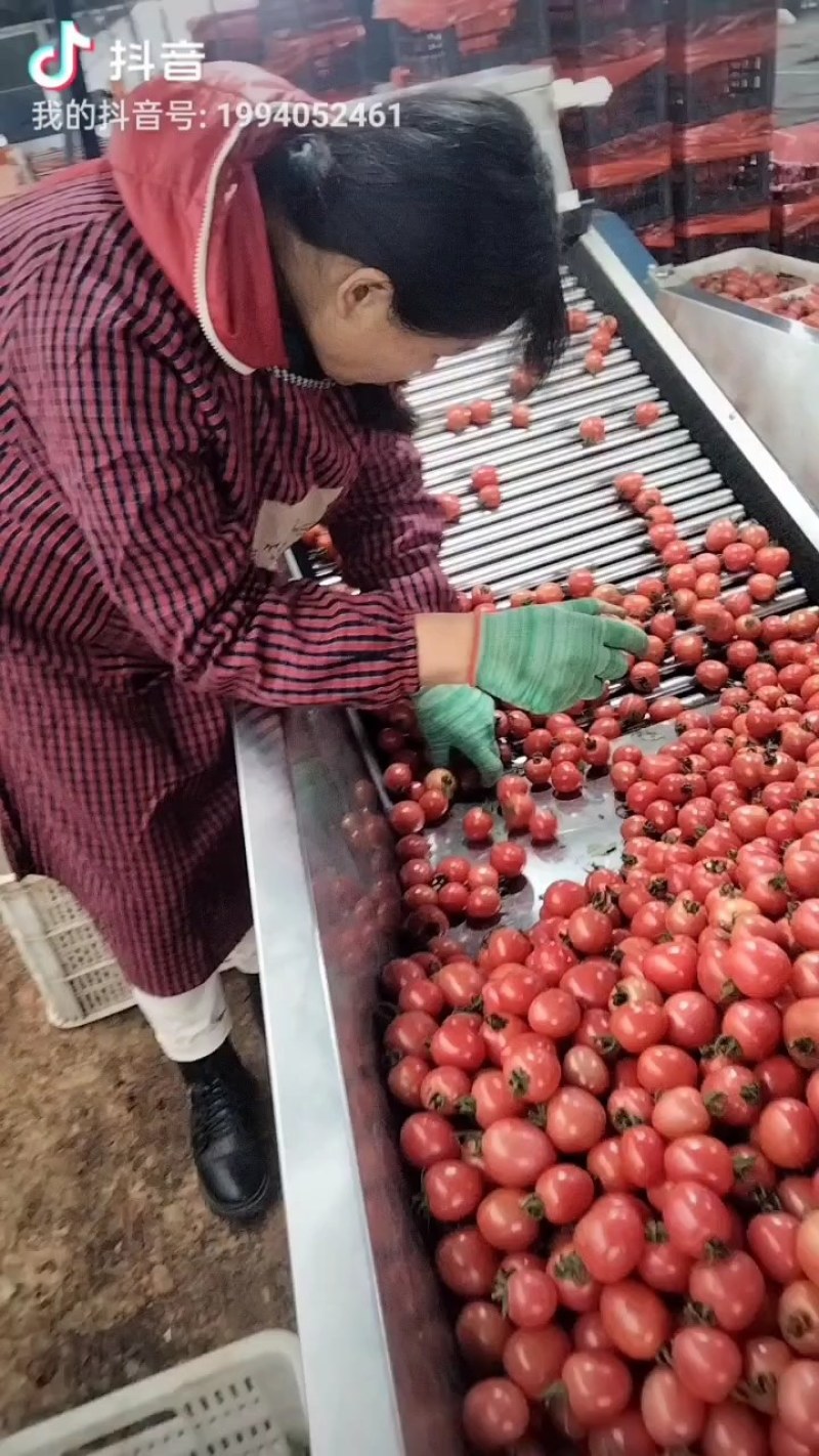 山东省莘县精品千禧贝贝圣女果口感欢迎电商